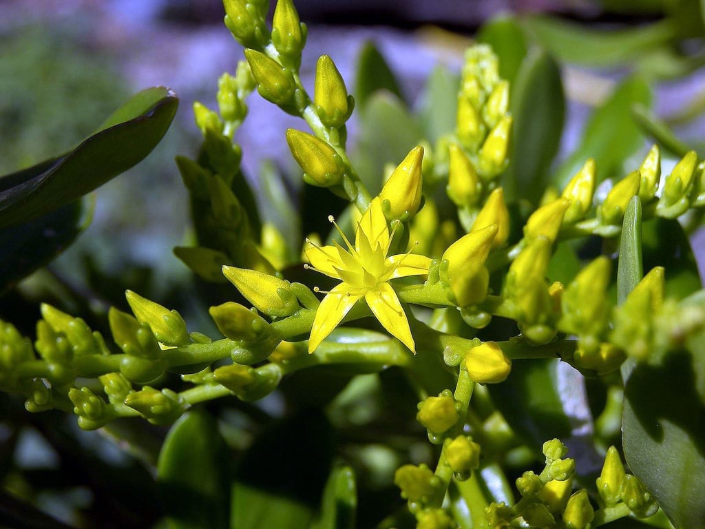 7 Drought Tolerant Plants to Plant Now to Ensure Low Maintenance Later